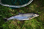 A wild salmon from the Alps