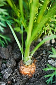 A carrot in a vegetable patch