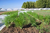 A field of fennel