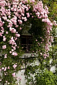 Fassadenausschnitt eines Bauernhauses berankt mit rosafarbenen Rosen