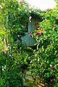 Shed hidden amongst flowering plants in established garden