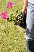 Woman carrying potted pelargonium in garden