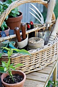 Plant pots and basket of gardening tools on wooden table