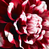 A red dahlia with white-tipped petals