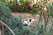 Katze auf Terrasse mit Lavendel, Fenchel und Rosen