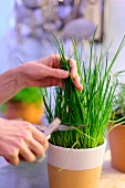 Chives being cut