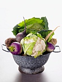 Various types of cabbage and turnips in a colander