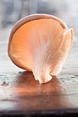 An oyster mushroom