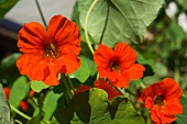 Flowering nasturtiums