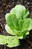Salatpflanze im Beet
