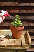 Mint in a flower pot being sprayed with water