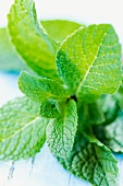 Mint Sprig on a White Background