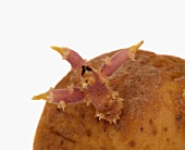 A sprouting potato (close-up)