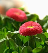 Red bellis (close-up)