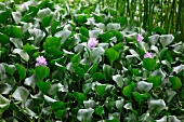 Water hyacinths with purple flowers