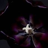 Dunkel violette Tulpenblüte