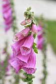 Pink foxglove