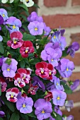 Violas flowering in various colours