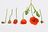 Still-life of poppies at different stages of flowering