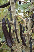 Carob pods hanging in a tree