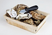 Fresh oyster in a wooden basket with a knife