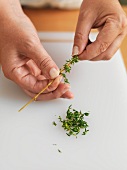 Thyme leaves being torn of the twig