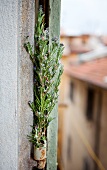 Rosemary in Bloom in Hanging Garden