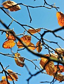 View of sky through branches bearing few leaves