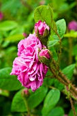 Pinkfarbene Rose (Sorte: Old Pink Moss) blüht im Garten