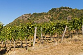 Vineyard in Somlóhegy, Veszprém region, Hungary