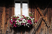 Petunien am Fenster von altem Bauernhaus