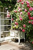 Rose bush and old oven on terrace