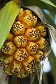 Ripening hala fruit (pandanus tectorius), close-up