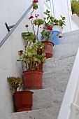 Blumentöpfe stehen auf einer Treppe