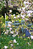Blühender Magnolienbaum vor blauer Holzbank im Garten