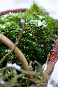 Snow-sprinkled moss in basket