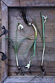 Three snowdrop flowers with roots on a vintage wooden tray