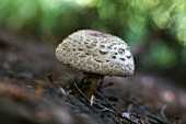 A parasol mushroom on the forest floor