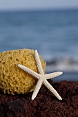 Starfish and sponge on seaside beach