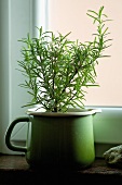 Fresh rosemary in a pot on a window sill