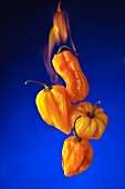 Habanero Peppers with Flames on a Blue Background