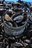 Fresh mussels from Normandy