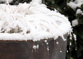 Schnee auf Blumentopf