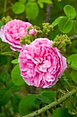 Pinkfarbene Rose blüht im Garten (Sorte: Chapeau de Napoleon)