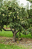 Apfelbaum mit Granny Smith Äpfeln