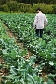 Man Walking Between Rows of Leafy Broccoli Greens on a Farm; Apple Orchard in Background