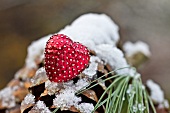 Weihnachtsdeko auf Tannenzapfen mit Schneespuren