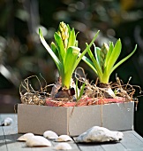 Budding hyacinths in cardboard box on table outside