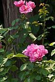 Pink roses in garden