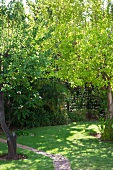 Fig tree and narrow path in sunny garden